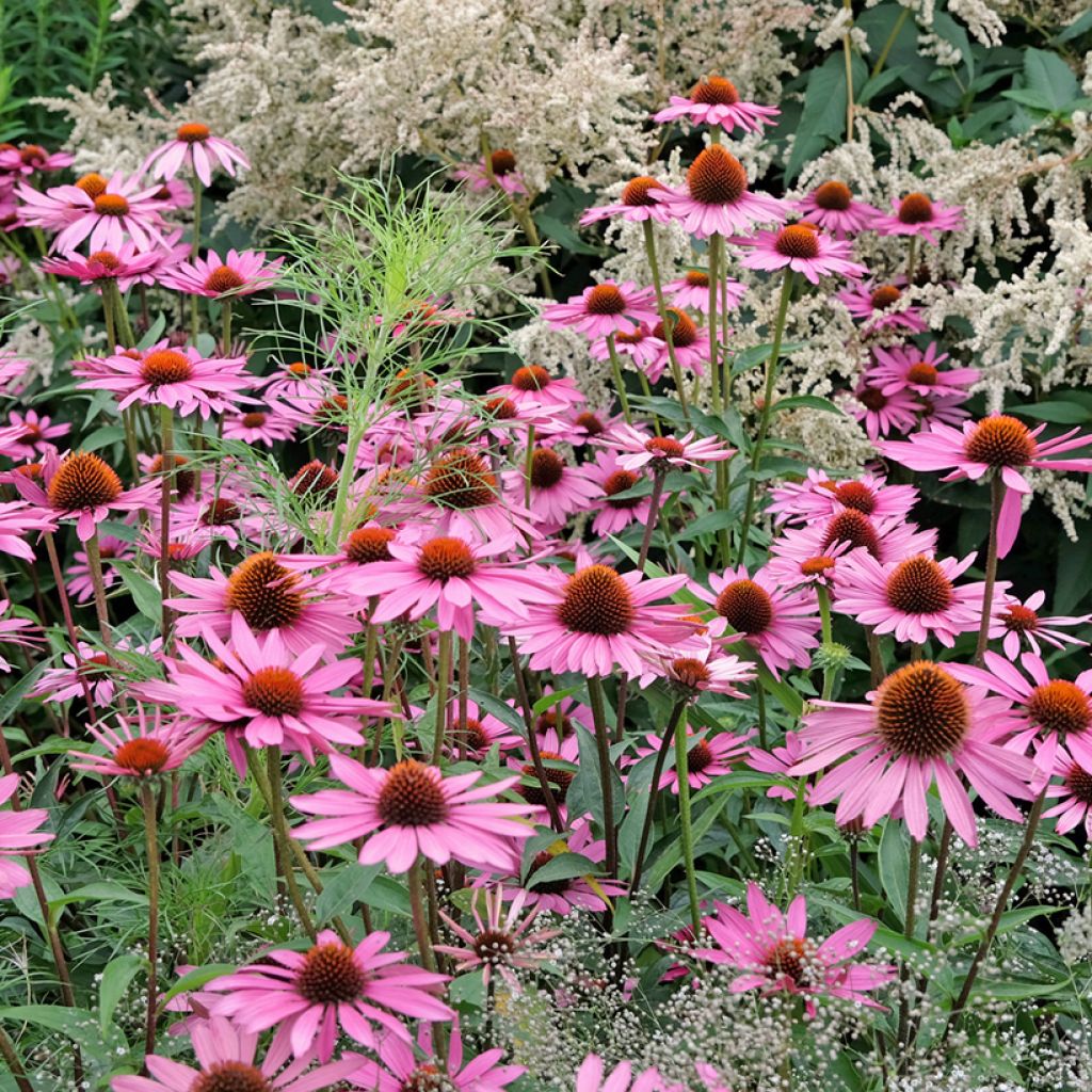 Echinacea Pink Parasol em sementes