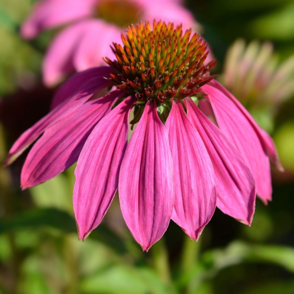 Echinacea Pow Wow Wild Berry em sementes
