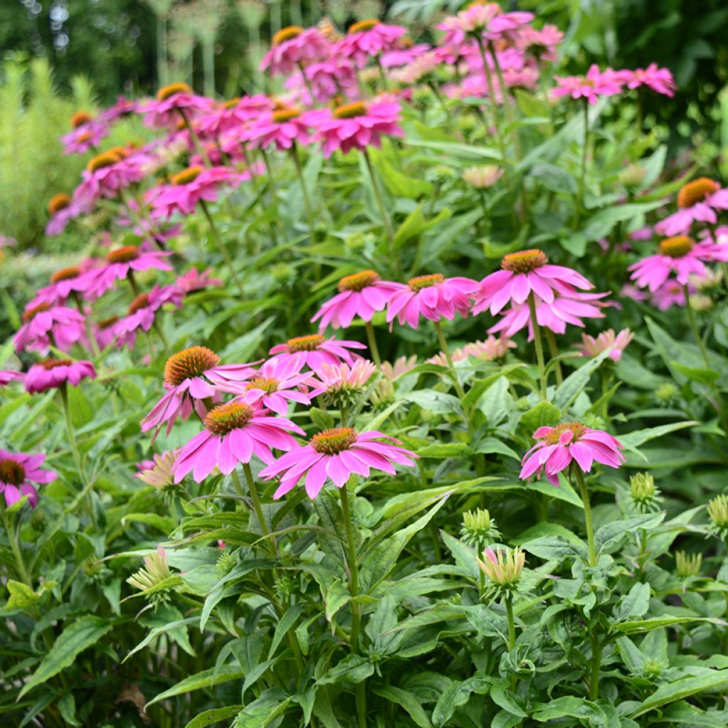 Echinacea Pow Wow Wild Berry em sementes