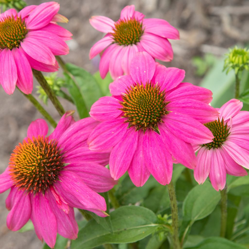 Echinacea Pow Wow Wild Berry em sementes