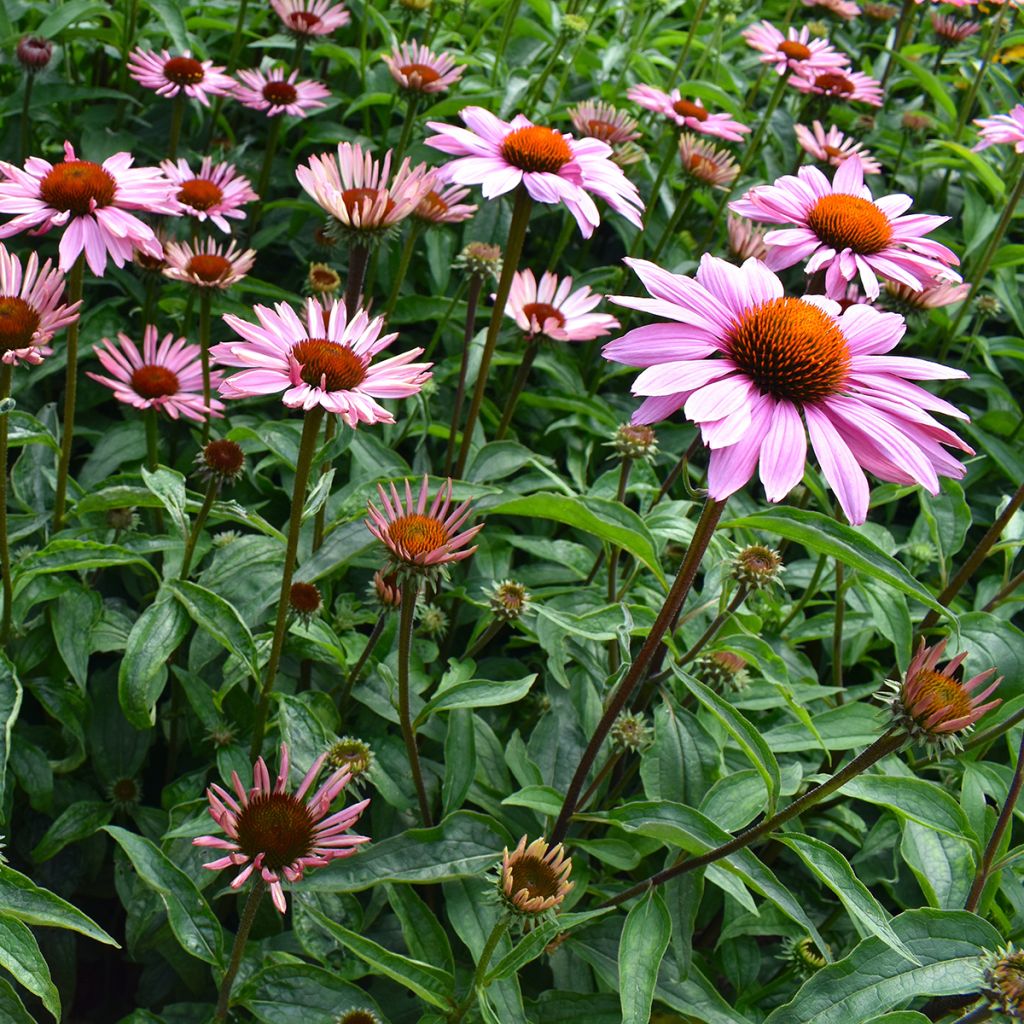 Echinacea purpurea Magnus em sementes
