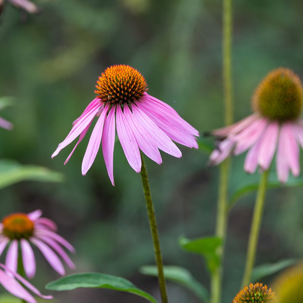 Echinacea purpurea Magnus em sementes