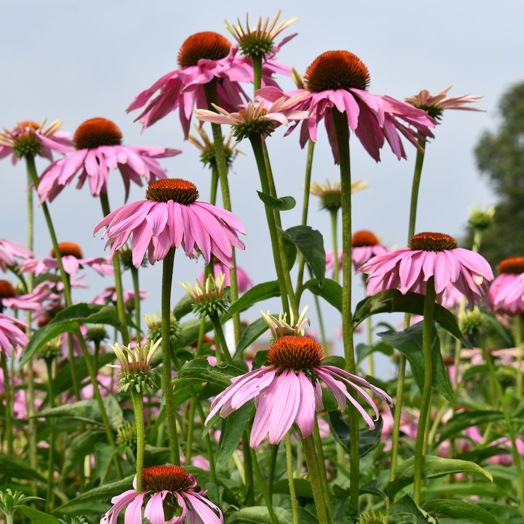 Echinacea purpurea Magnus em sementes