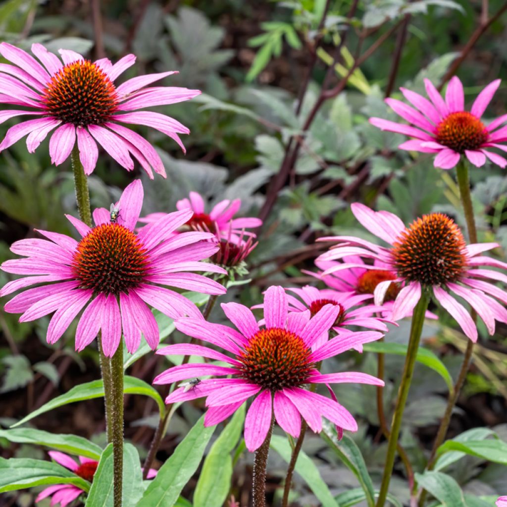 Echinacea purpurea Magnus em sementes