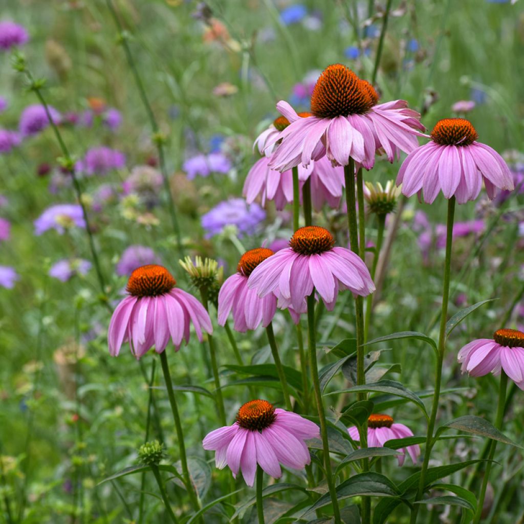 Echinacea purpurea em sementes