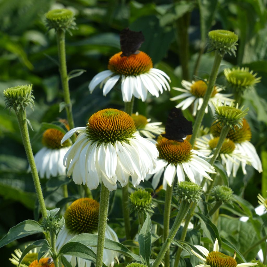 Echinacea purpurea White Swan em sementes