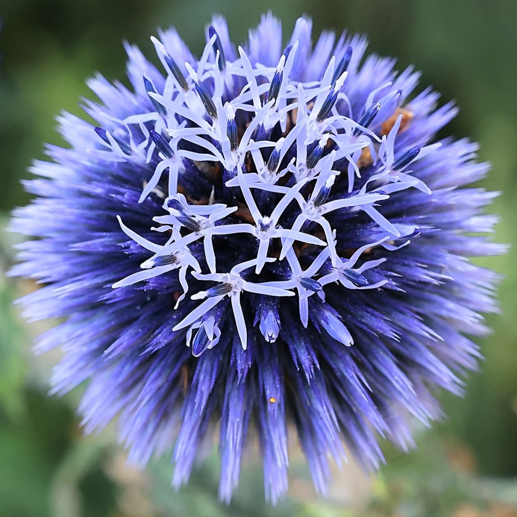 Echinops bannaticus Blue Glow em sementes