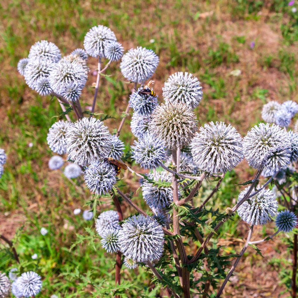 Echinops bannaticus Blue Glow em sementes