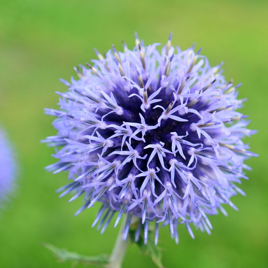 Echinops bannaticus Blue Glow em sementes