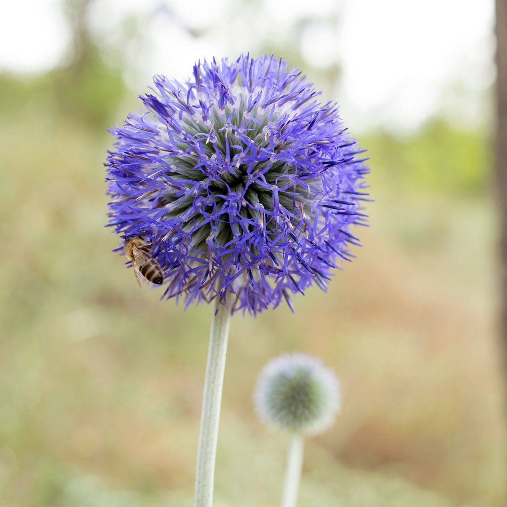 Echinops bannaticus Blue Glow em sementes