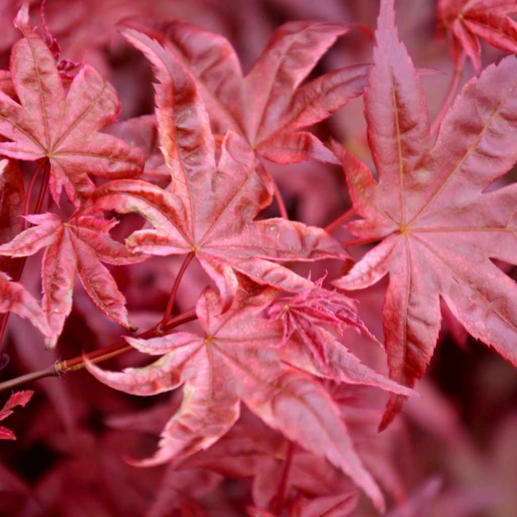 Ácer-do-japão Atropurpureum em sementes - Acer palmatum