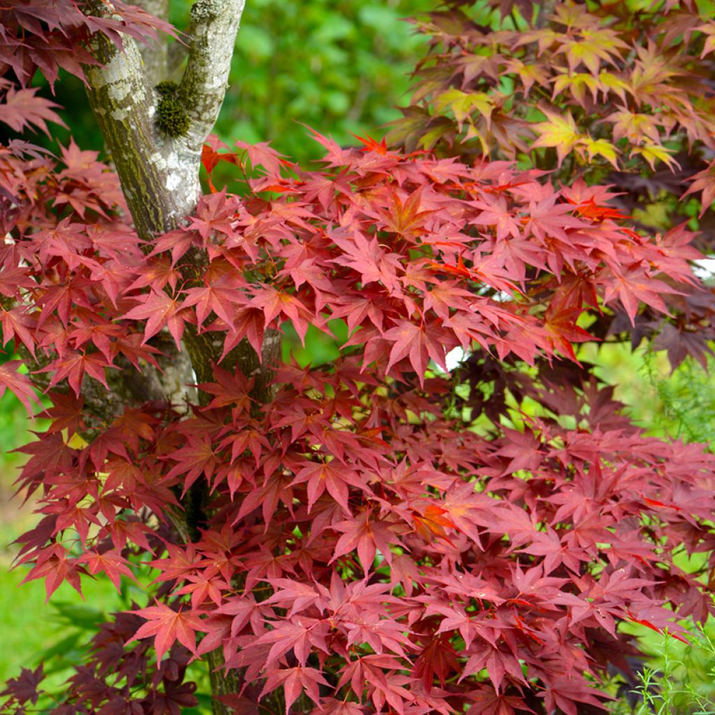 Ácer-do-japão Atropurpureum em sementes - Acer palmatum