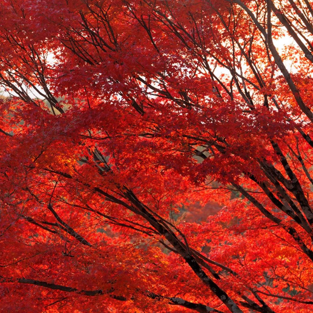 Bordo-vermelho em sementes - Acer rubrum