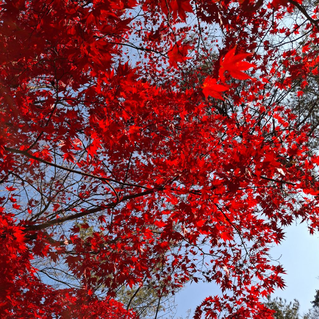 Bordo-vermelho em sementes - Acer rubrum