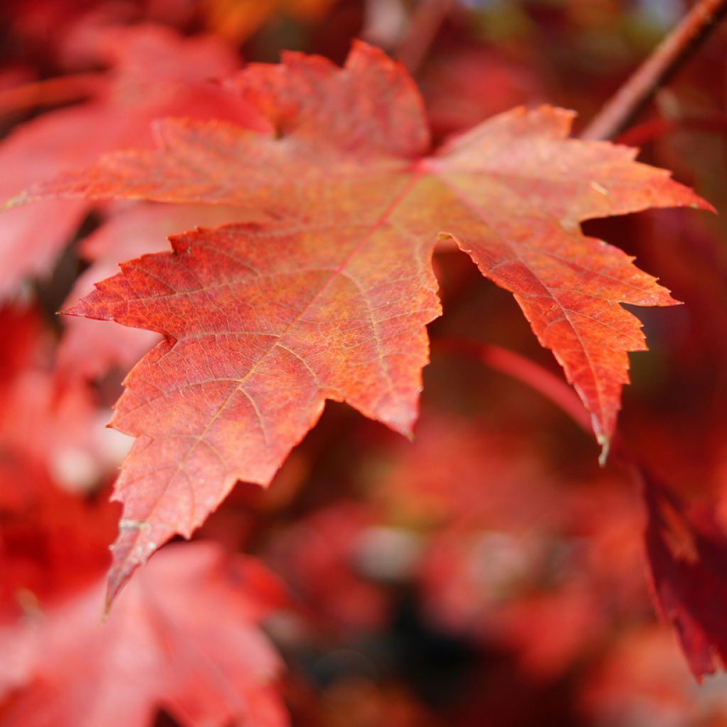 Bordo-vermelho em sementes - Acer rubrum