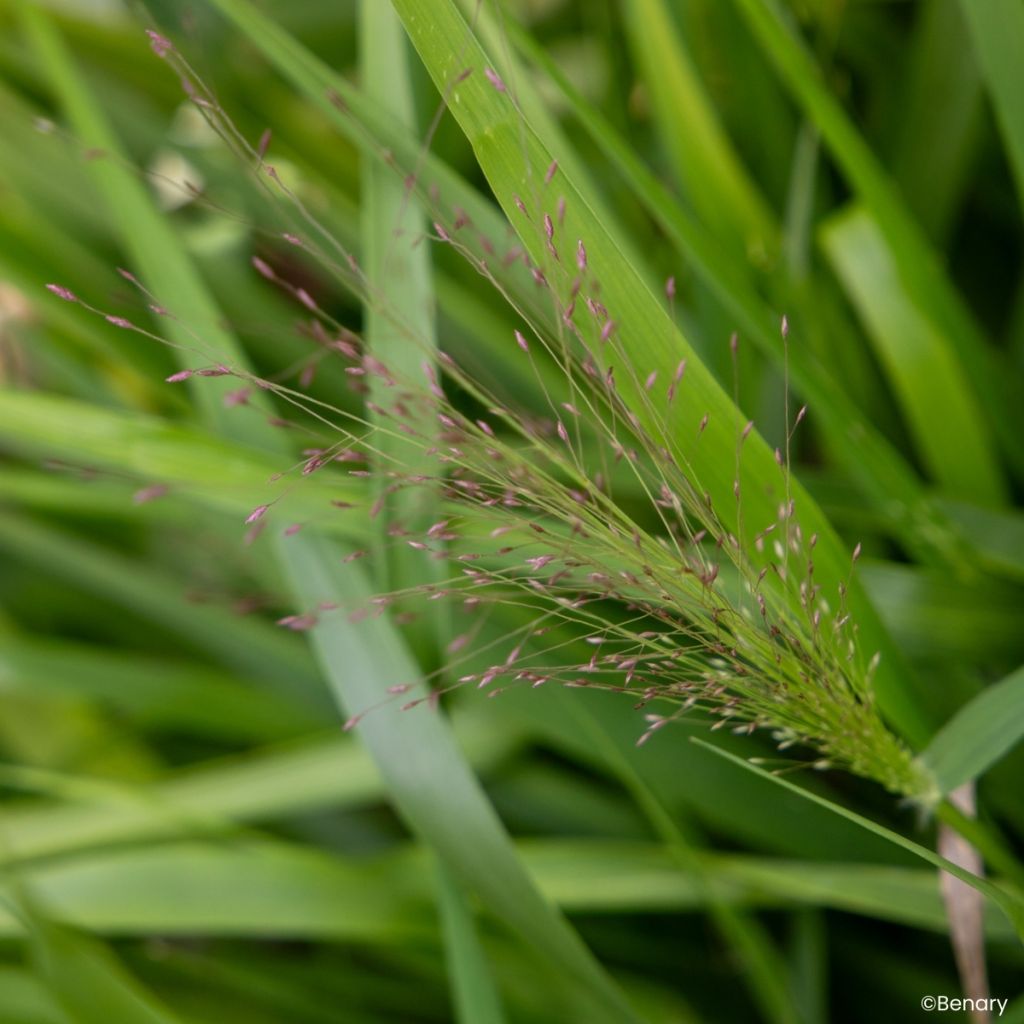 Eragrostis spectabilis Snuggy em sementes