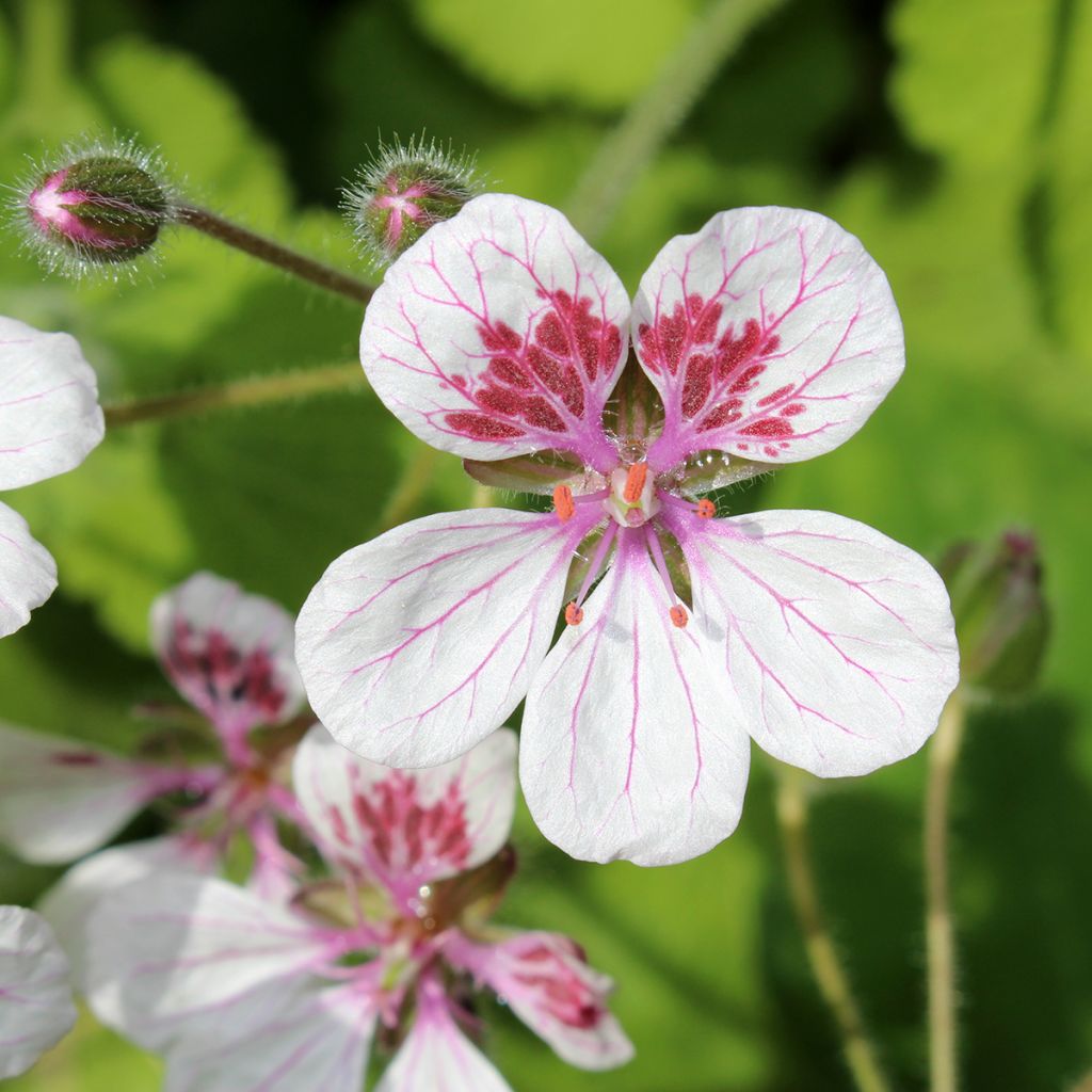 Erodium pelargoniflorum Sweetheart em sementes
