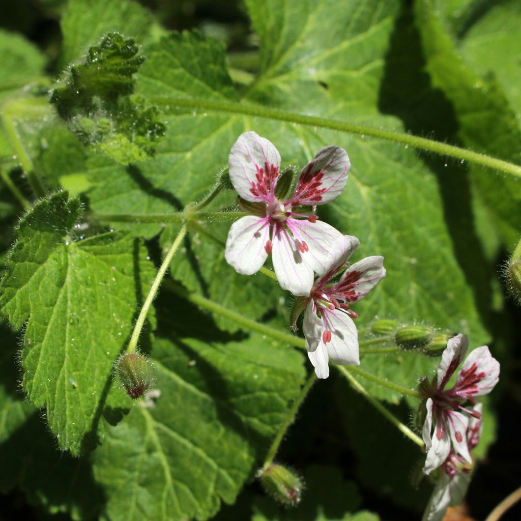 Erodium pelargoniflorum Sweetheart em sementes