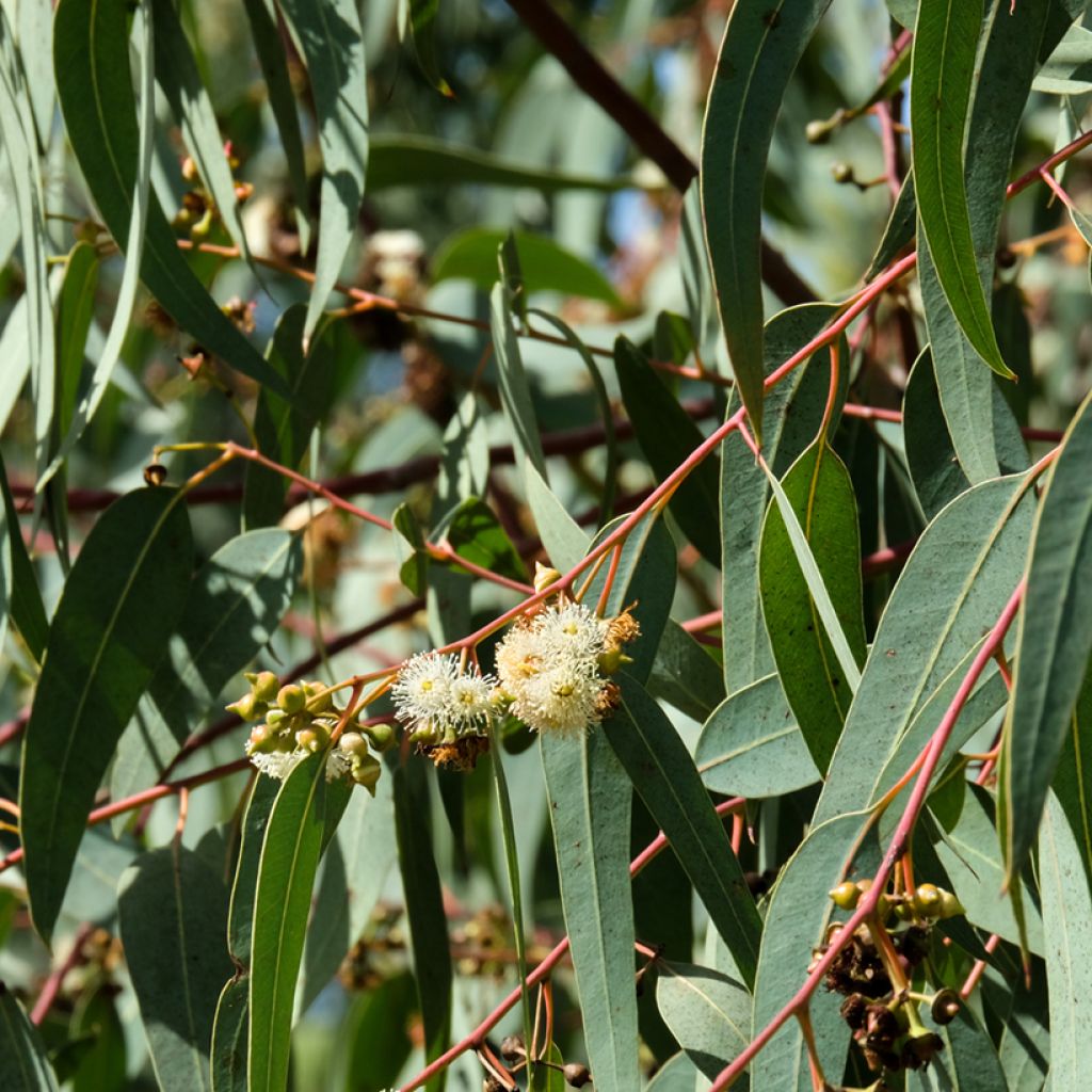 Eucalyptus globulus em sementes