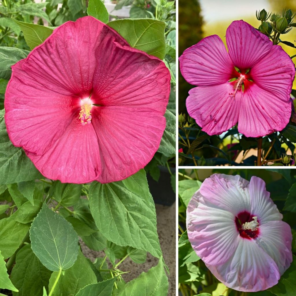 Hibisco-dos-pântanos Mix em sementes - Hibiscus moscheutos
