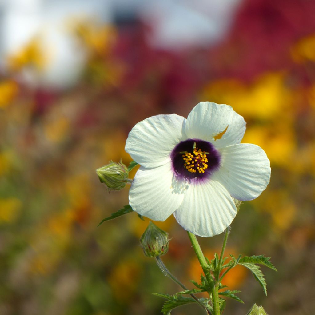 Hibiscus trionum em sementes