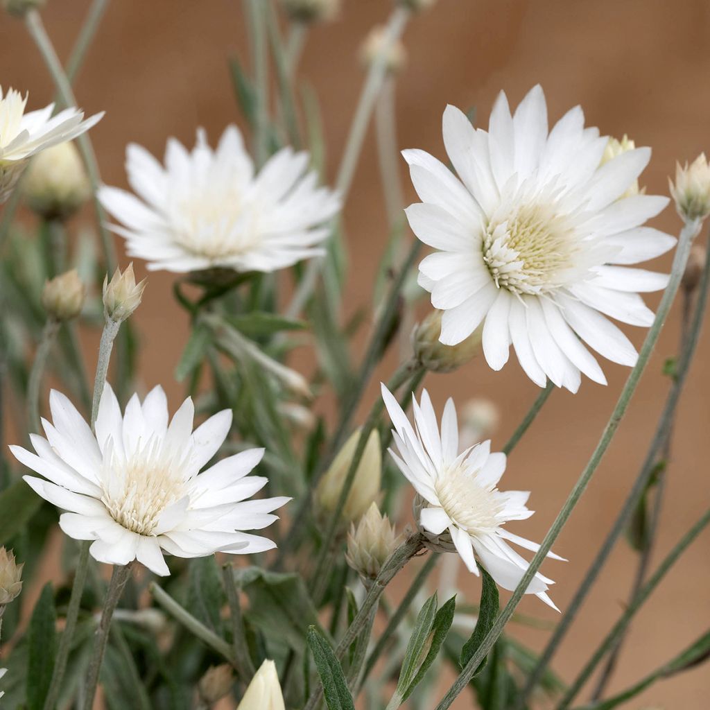 Xeranthemum annuum Superbissimum Album em sementes