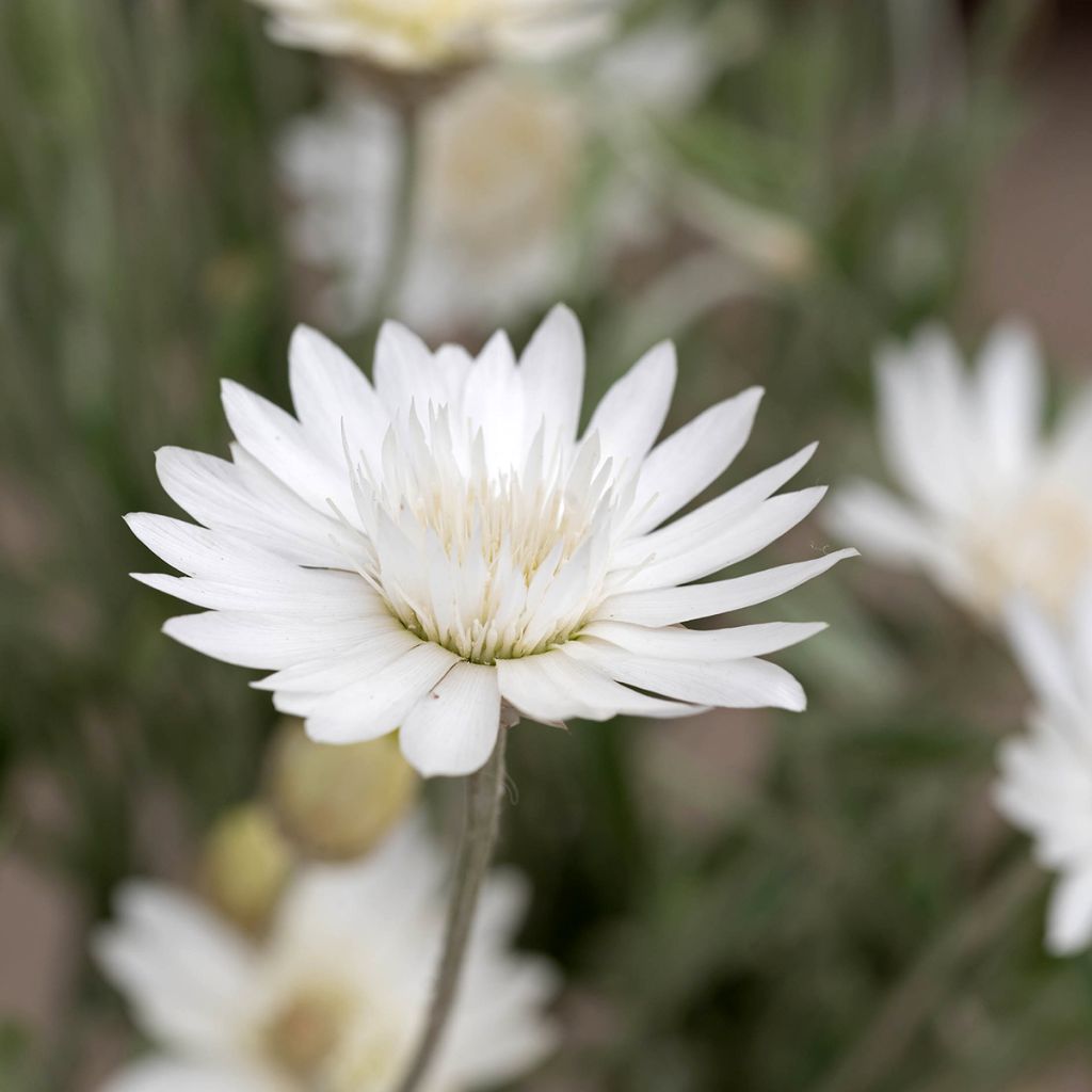 Xeranthemum annuum Superbissimum Album em sementes
