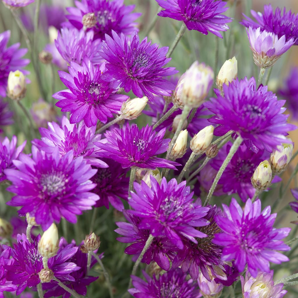 Xeranthemum annuum Superbissimum Purpureum em sementes