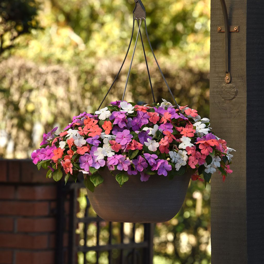 Alegria-do-lar Pearl Island Mix em sementes - Impatiens walleriana