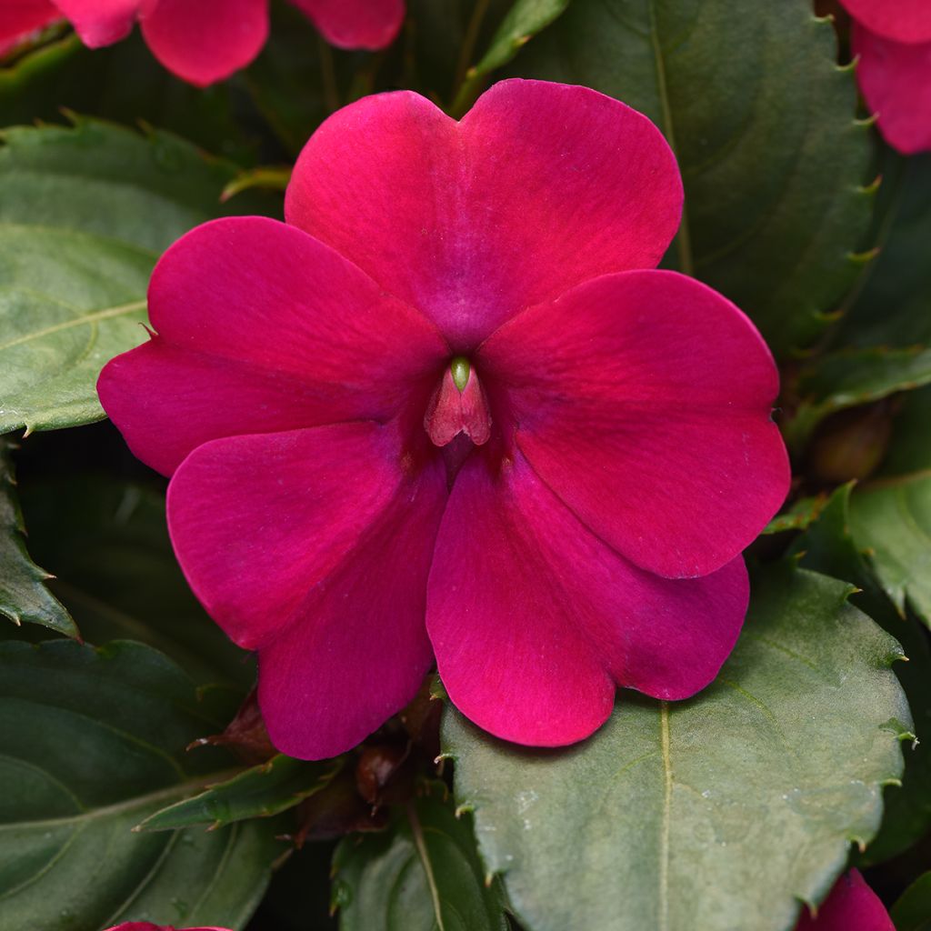 Alegria-da-casa Solarscape Magenta Bliss em sementes - Impatiens