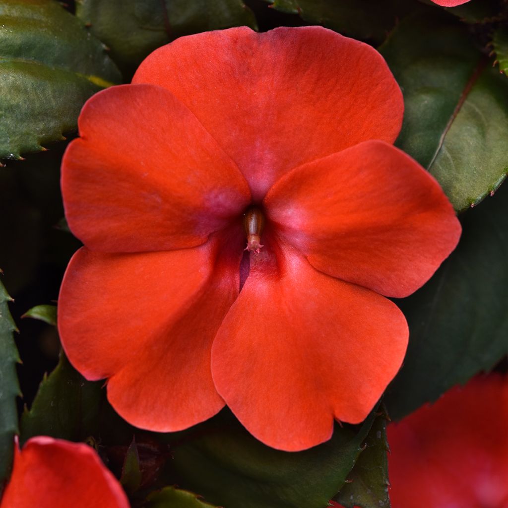 Alegria-da-casa Solarscape Orange Burst em sementes - Impatiens