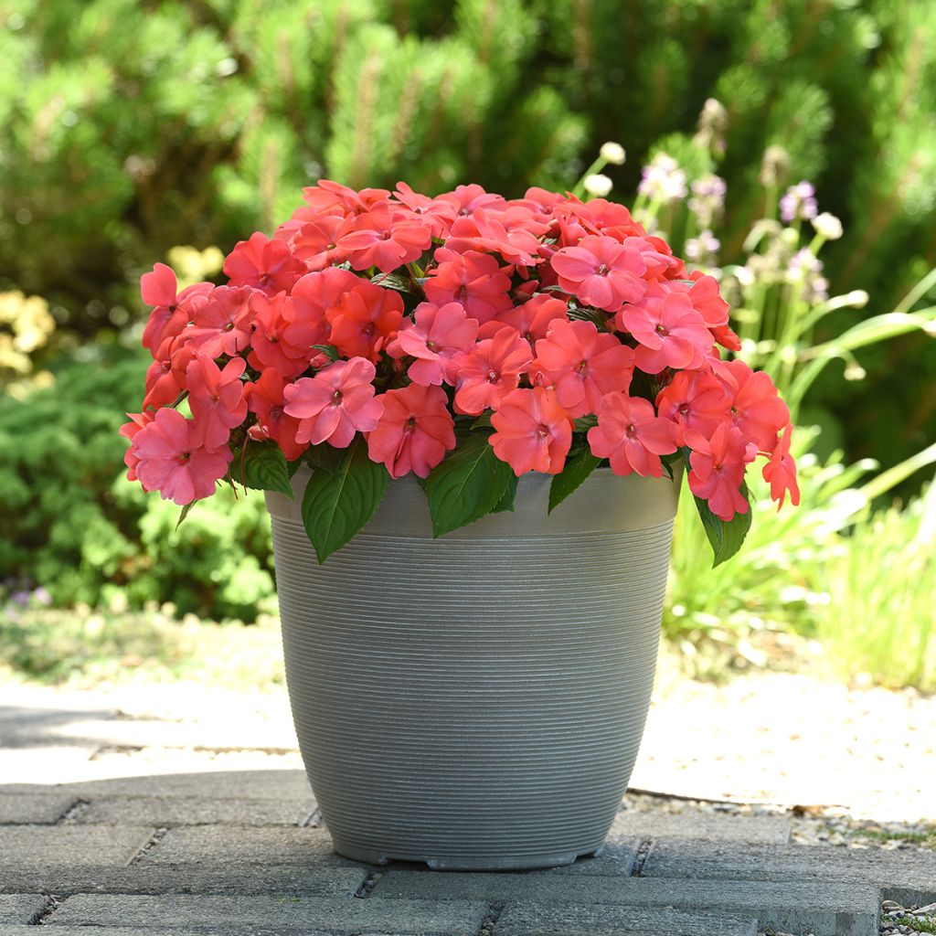 Alegria-da-casa Solarscape Salmon Punch em sementes - Impatiens