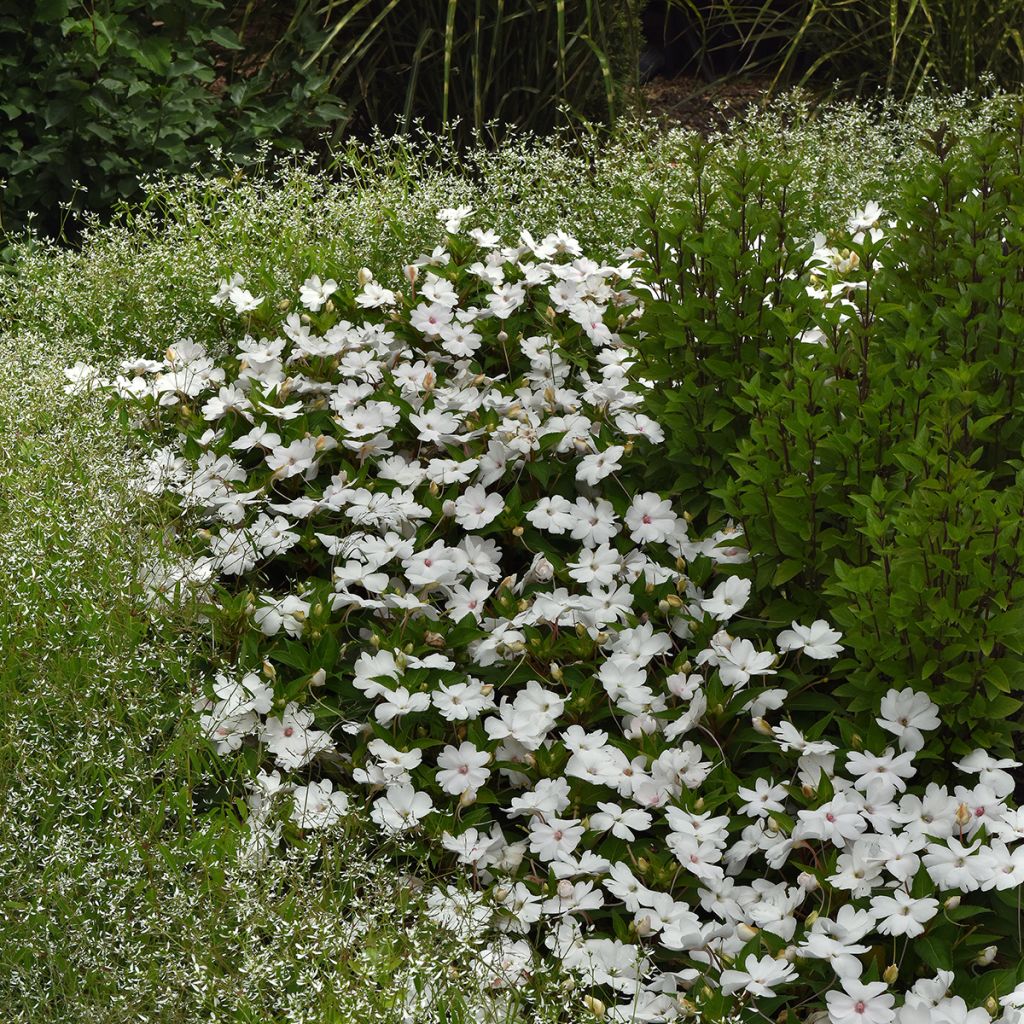 Alegria-da-casa Solarscape White Pearl em sementes - Impatiens