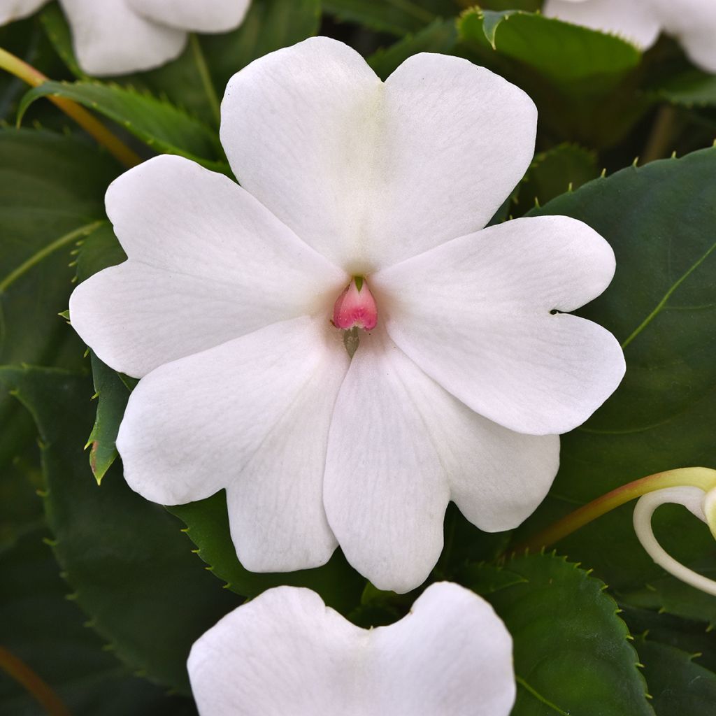 Alegria-da-casa Solarscape White Pearl em sementes - Impatiens