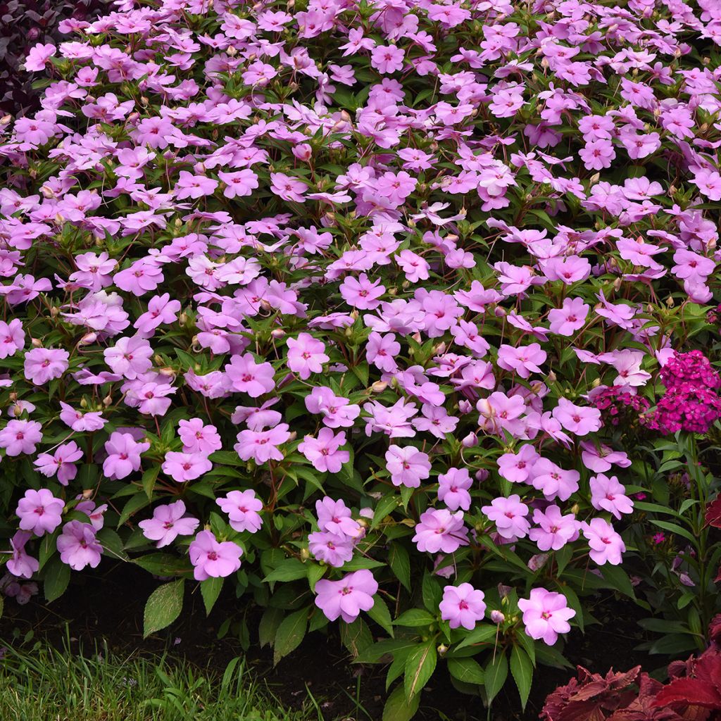 Alegria-da-casa Solarscape XL Lilac Spark em sementes - Impatiens