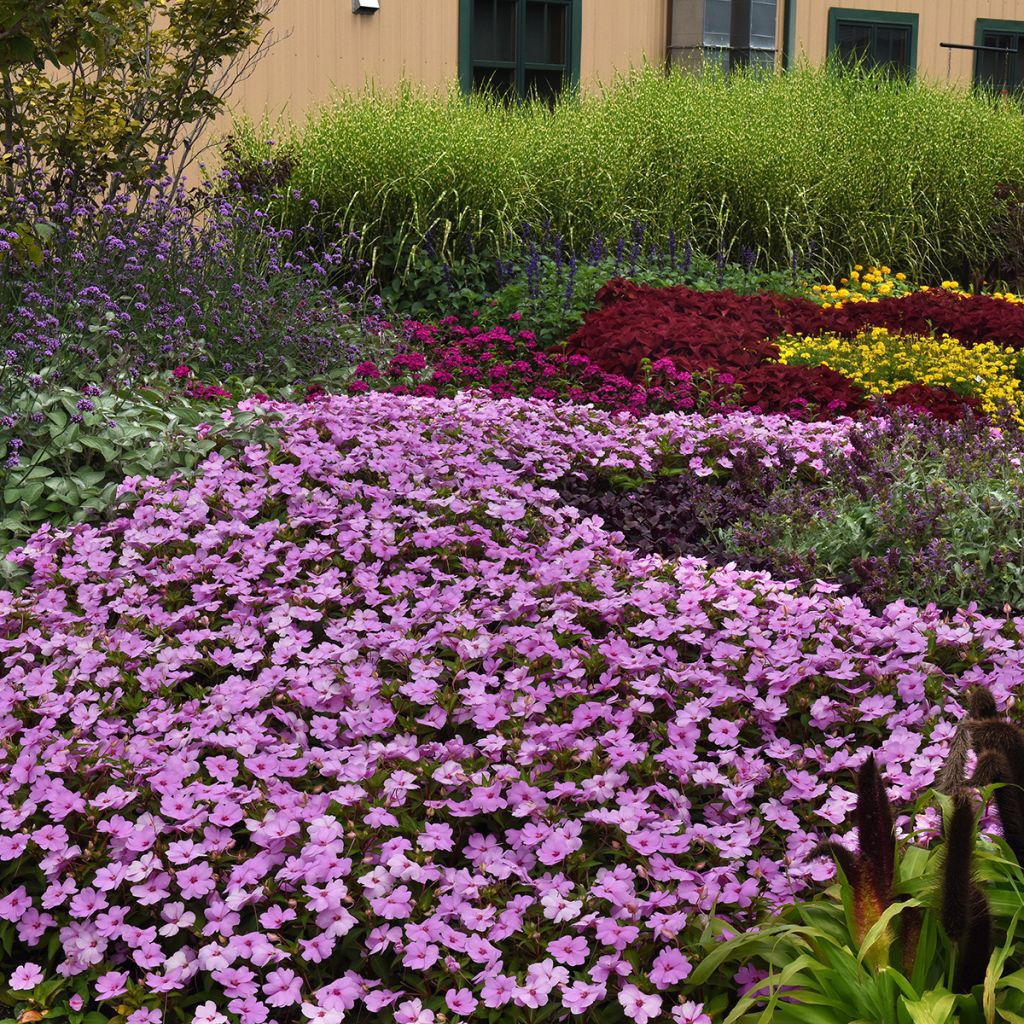 Alegria-da-casa Solarscape XL Lilac Spark em sementes - Impatiens