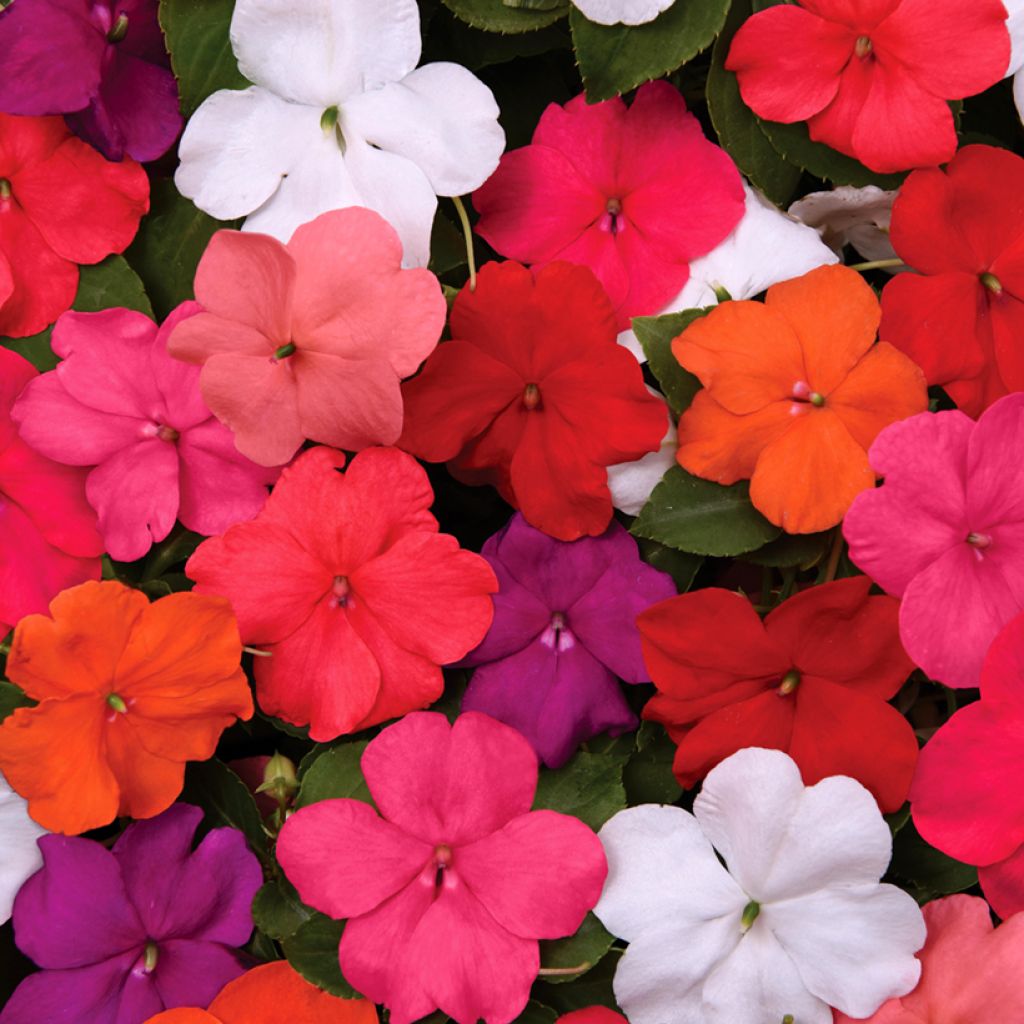 Alegria-do-lar Beacon Mix em sementes - Impatiens walleriana