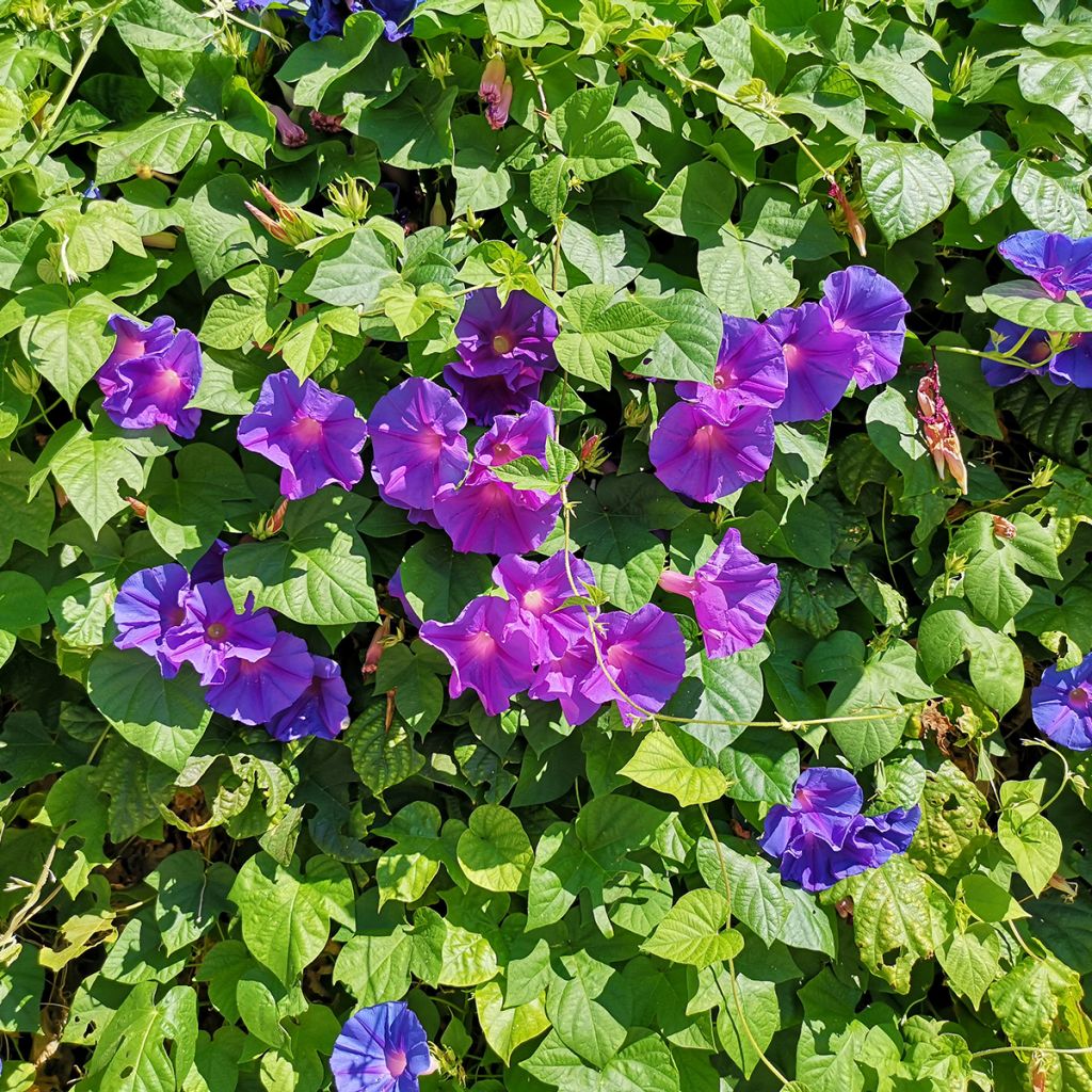 Glória da manhã Grandpa Ott em sementes