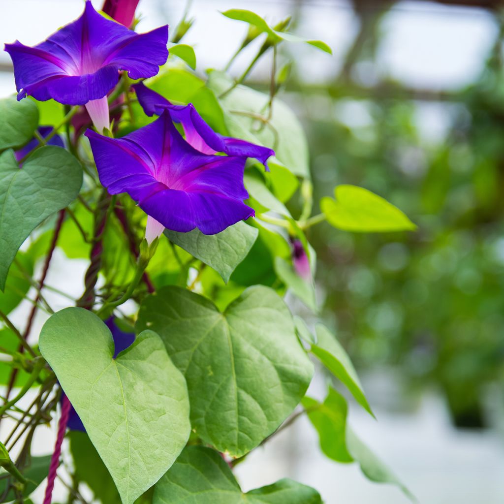 Glória da manhã Grandpa Ott em sementes