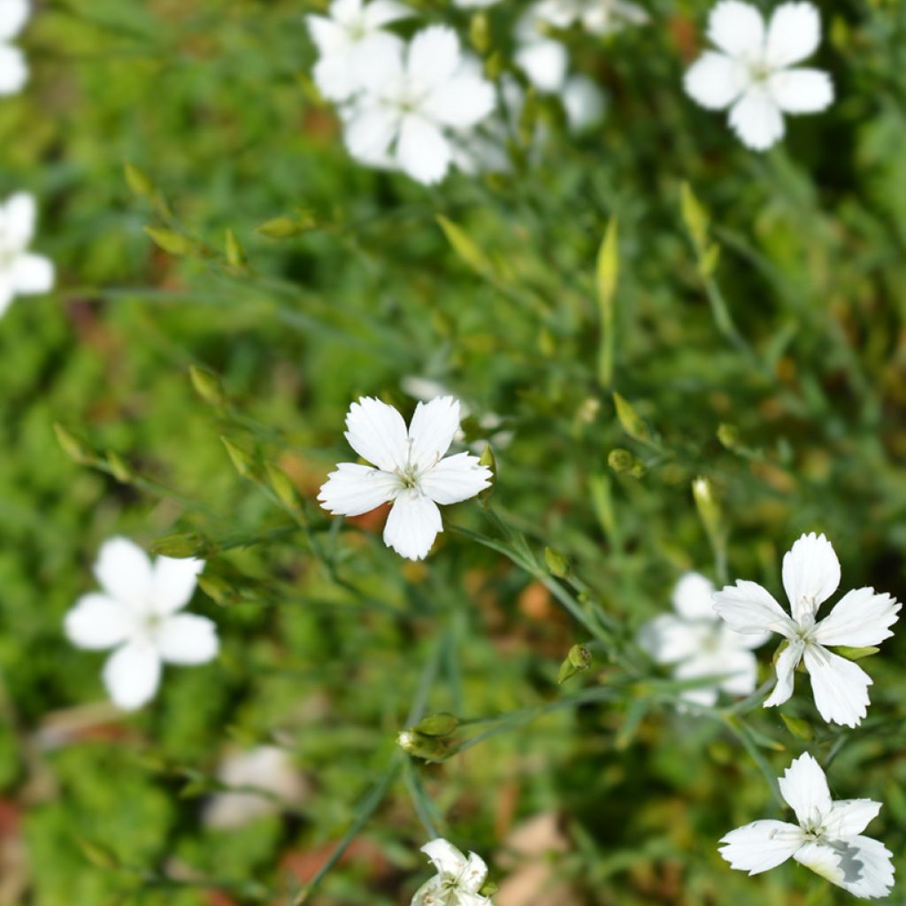 Sementes de Dianthus deltoides Albus