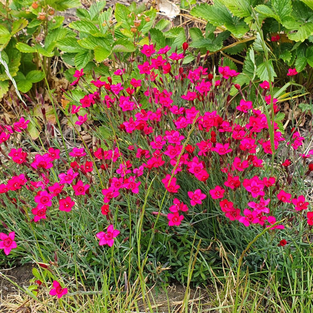 Sementes de Dianthus deltoides Brilliant