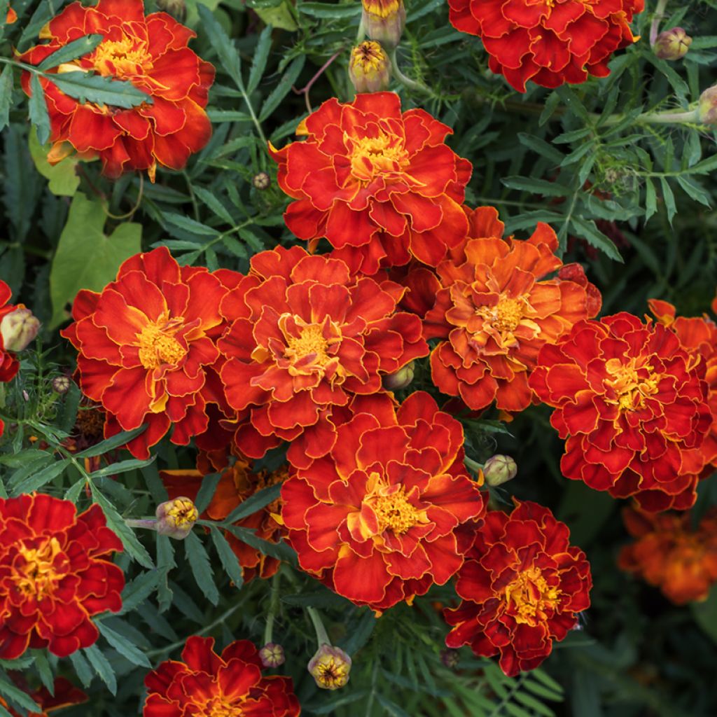 Cravo-túnico Durango Red em sementes - Tagetes patula