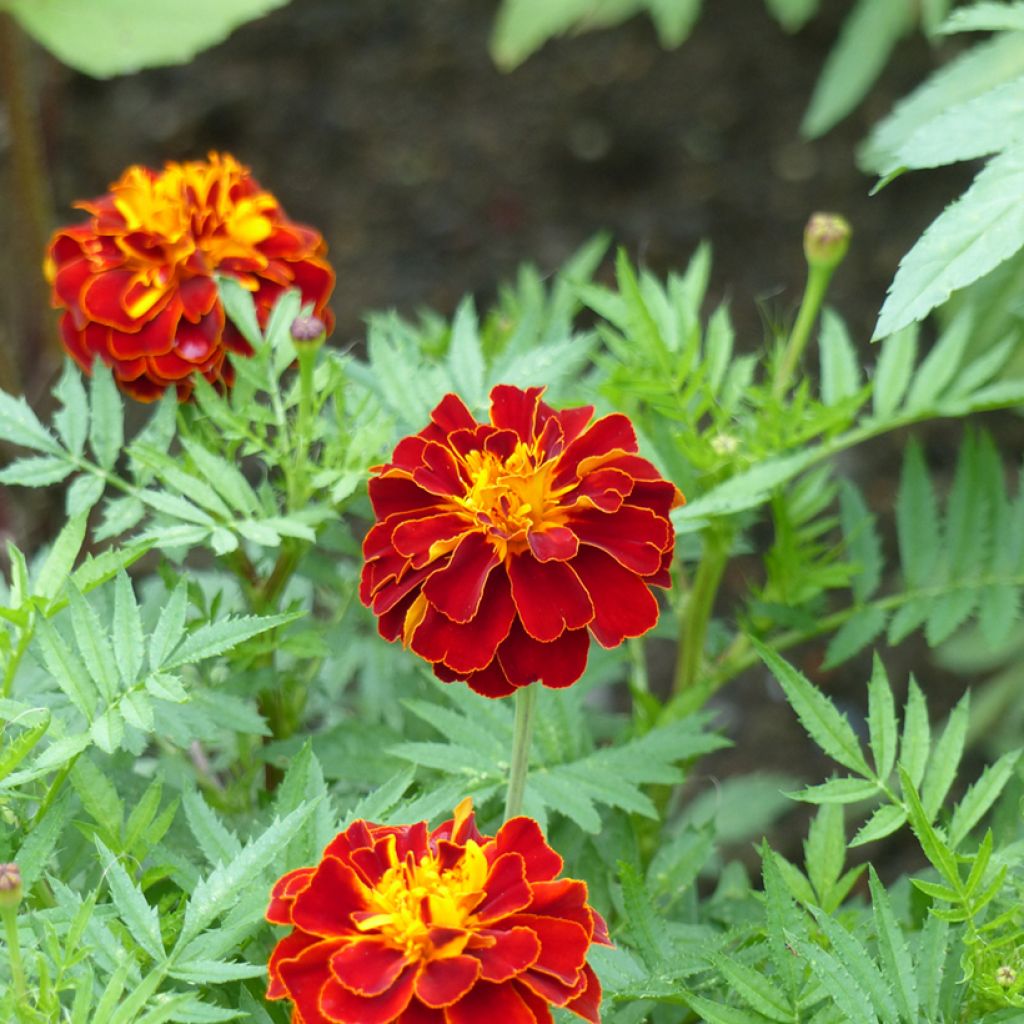 Cravo-túnico Konstance em sementes - Tagetes patula x erecta