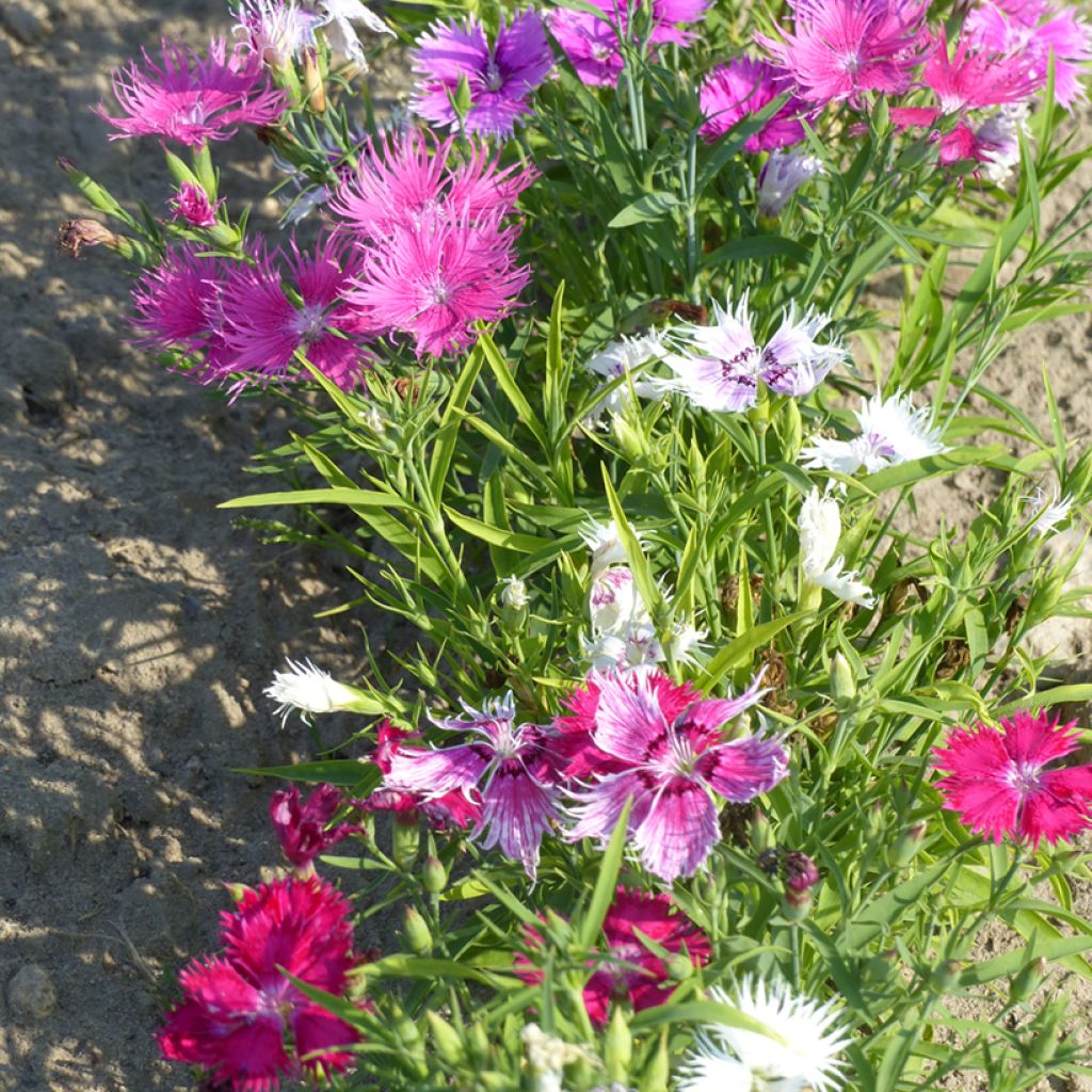 Sementes mistas de Dianthus superbus Spooky