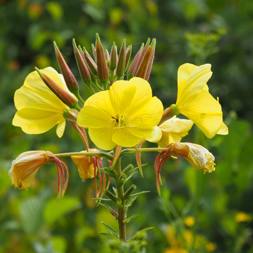 Oenothera biennis em sementes