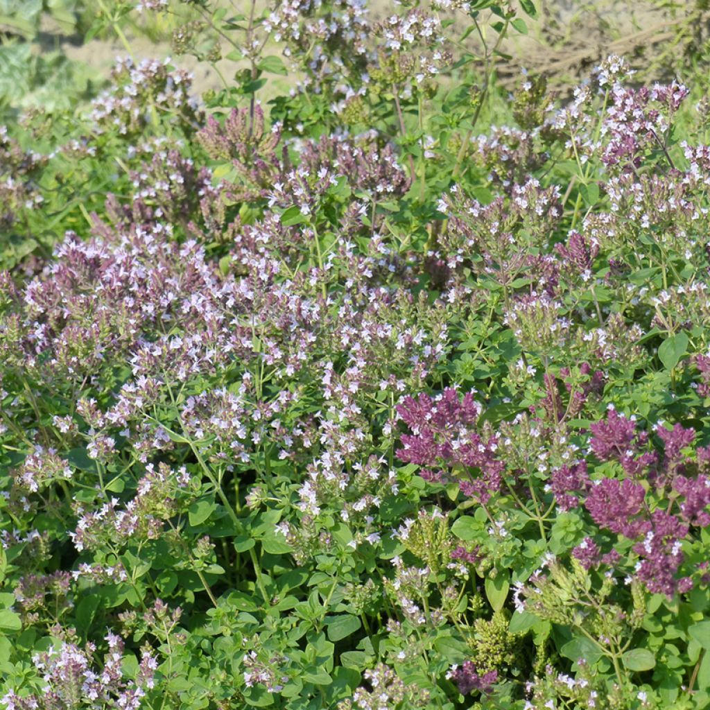 Origanum vulgare em sementes - Orégão