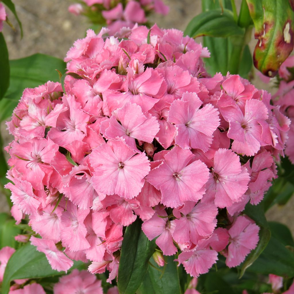 Dianthus barbatus Etournelle Light Salmon em sementes - Cravo-dos-poetas