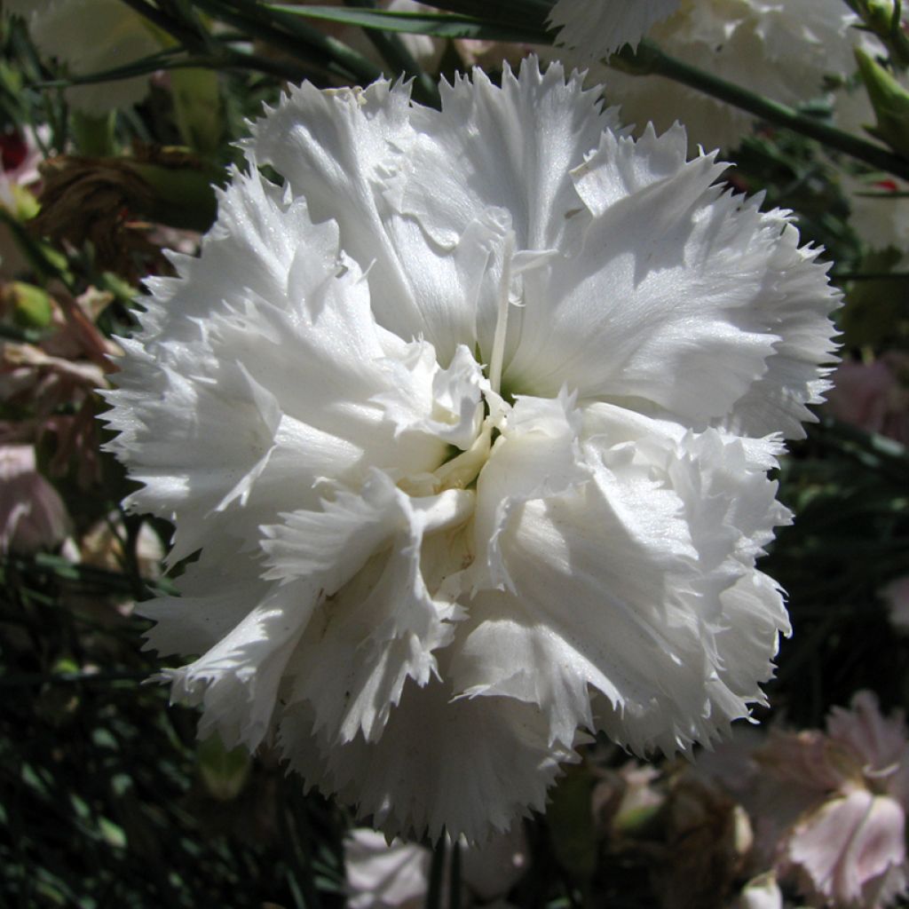 Sementes de Dianthus caryophyllus Triumph White para florista