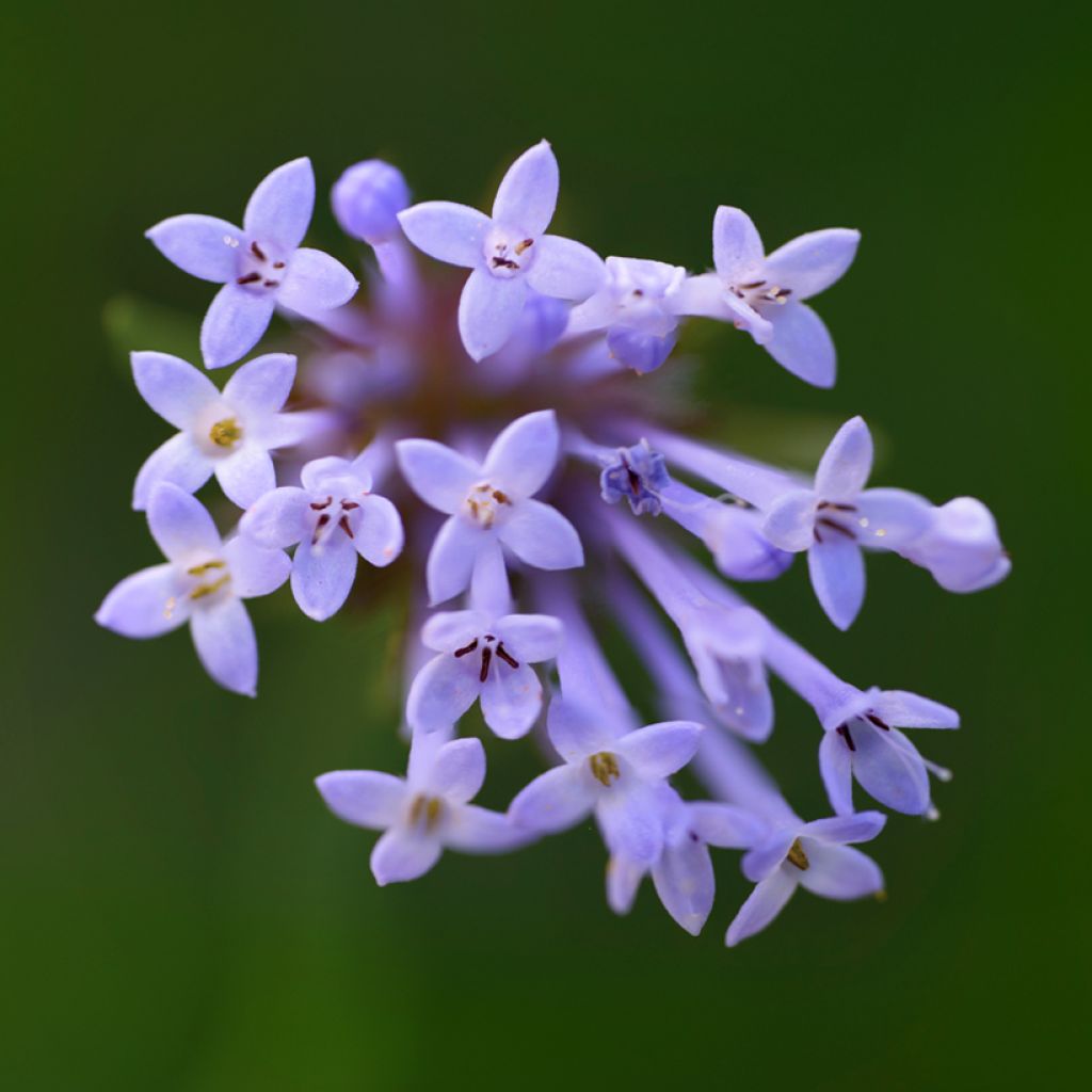 Asperula orientalis em sementes