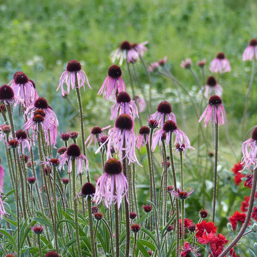 Echinacea pallida em sementes